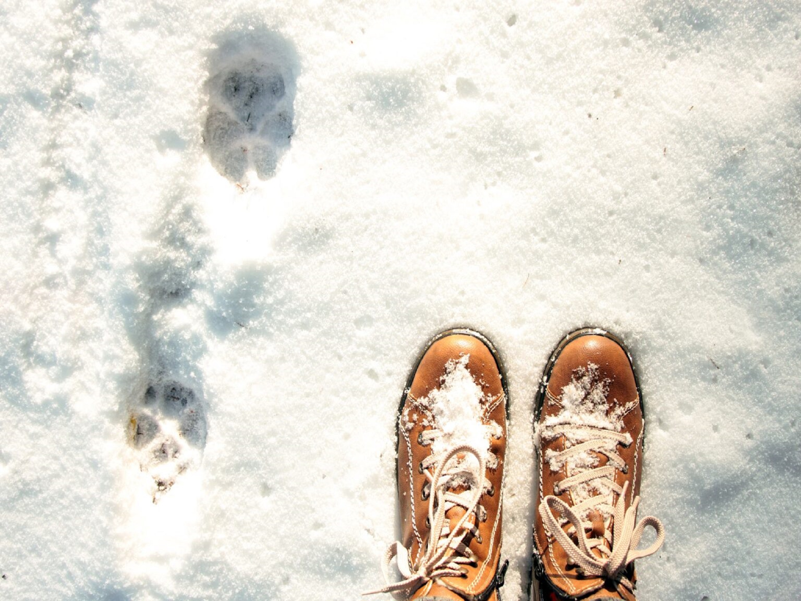 Winter boots standing in the snow